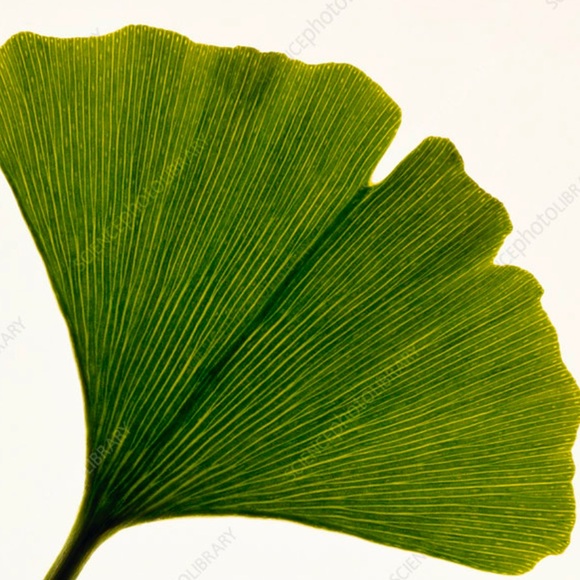 Vintage 1980s Bombay ginkgo leaf platter tray dish 12” x 18” - Picture 6 of 12